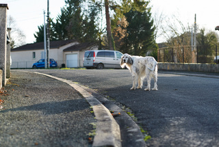 Jody , Joans dog in France