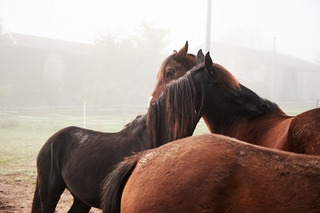 Javor and Jako - France